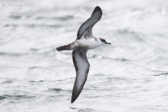 Great Shearwater