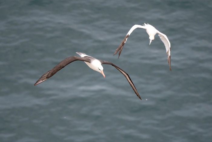 Black-browed Albatross