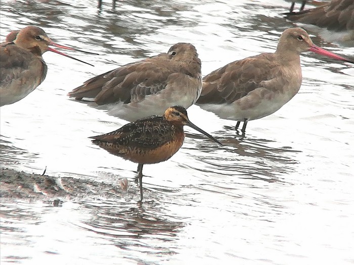Long-billed Dowitcher