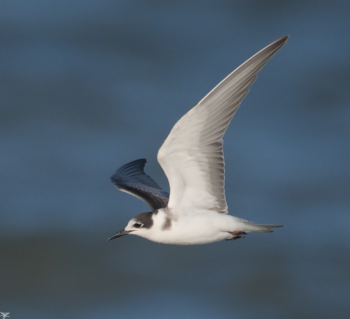 Black Tern