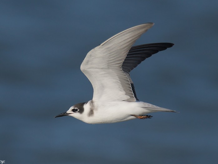 Black Tern