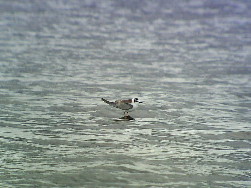 White-winged Black Tern