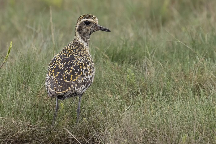 Pacific Golden Plover