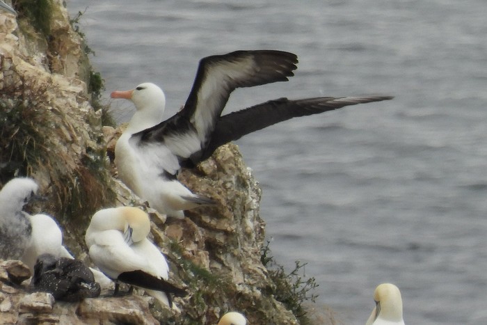 Black-browed Albatross