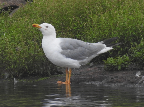 Yellow-legged Gull