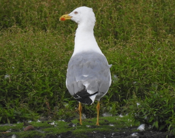 Yellow-legged Gull