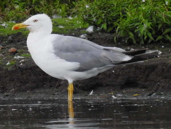 Yellow-legged Gull