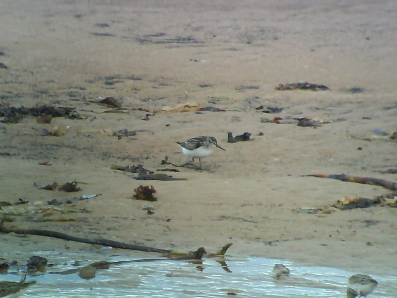 Broad-billed Sandpiper