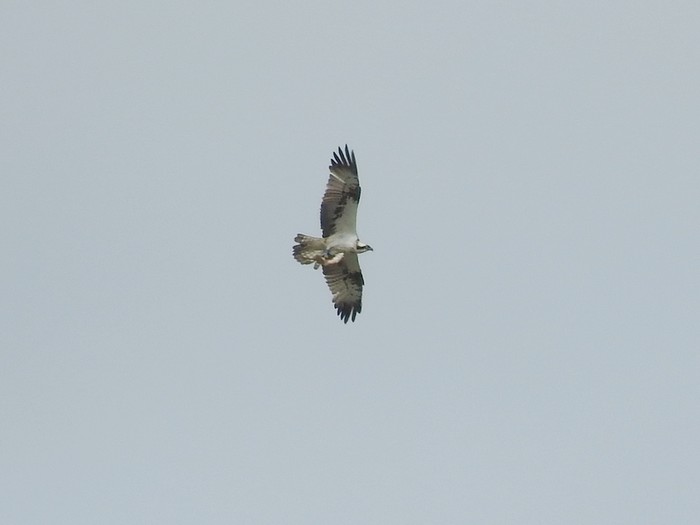 Osprey