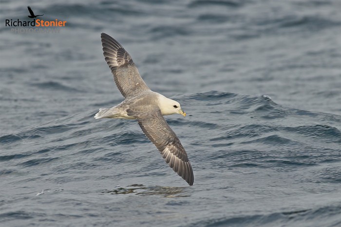 Fulmar