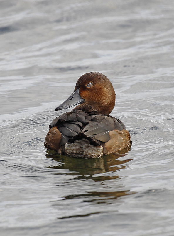 Ferruginous Duck