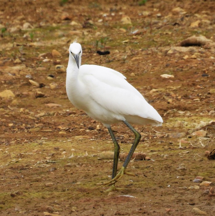 Little Egret