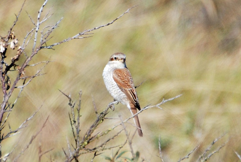 Red-backed Shrike