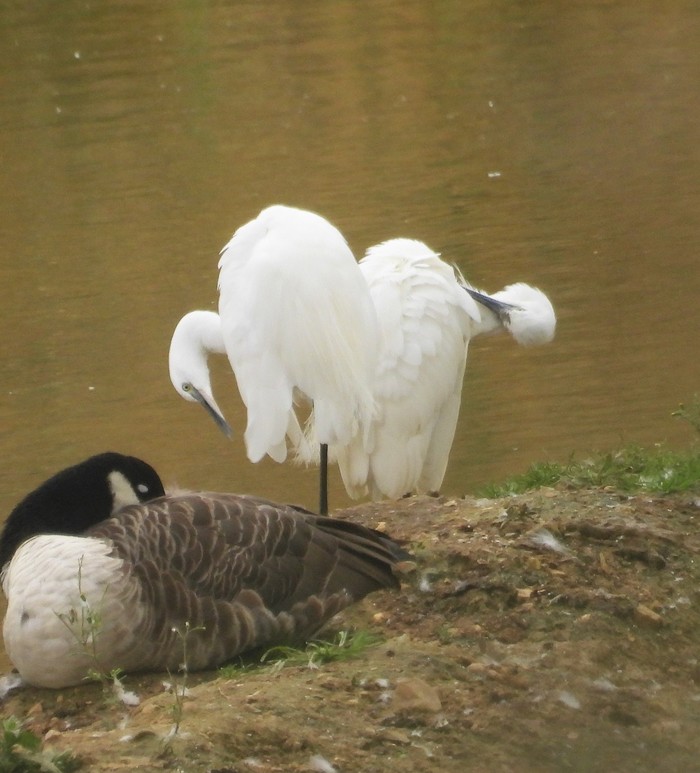 Little Egret