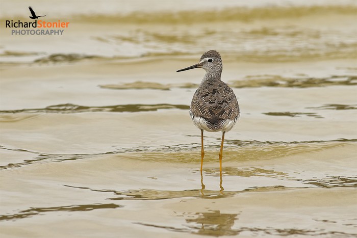 Lesser Yellowlegs