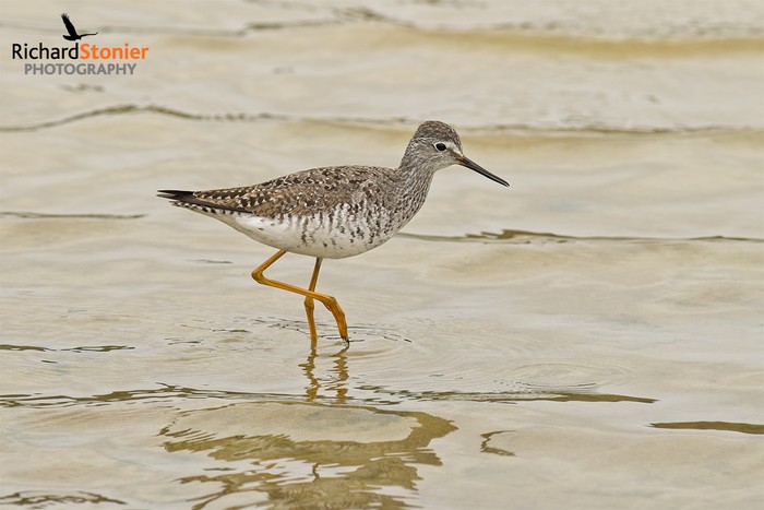 Lesser Yellowlegs