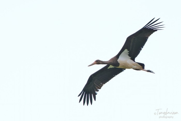 Black Stork