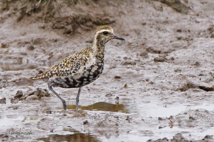 Pacific Golden Plover