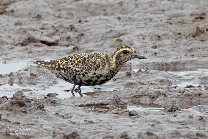 Pacific Golden Plover