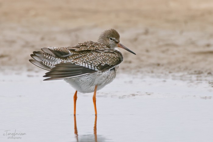 Redshank