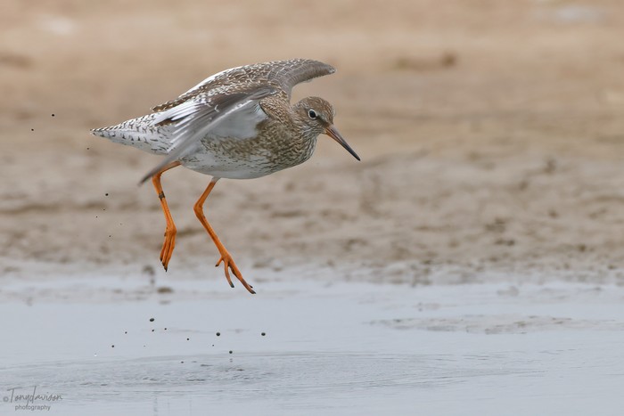 Redshank