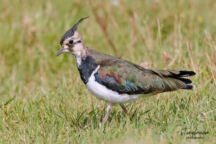 Lapwing