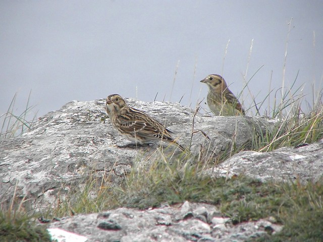 Lapland Bunting