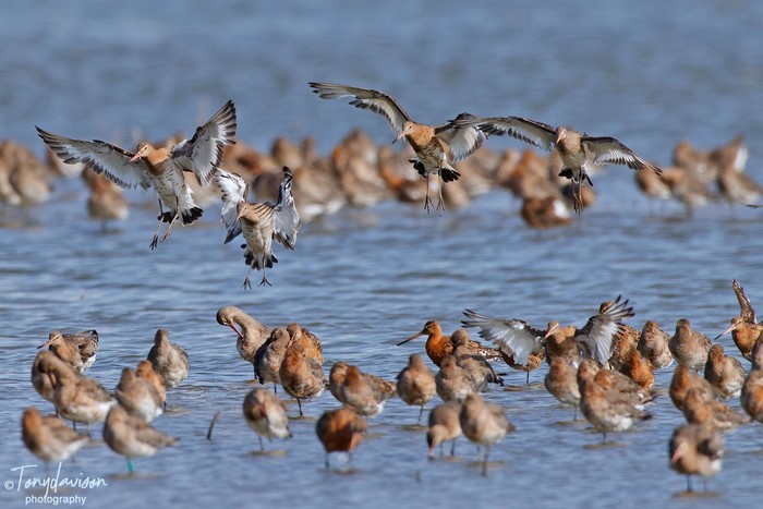 Black-tailed Godwit