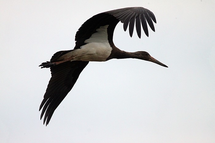 Black Stork