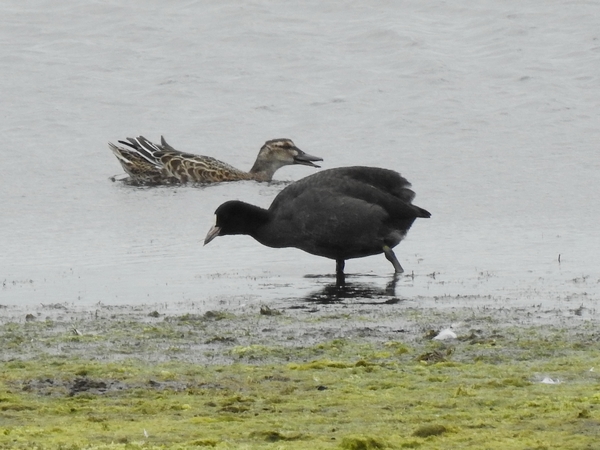 Garganey