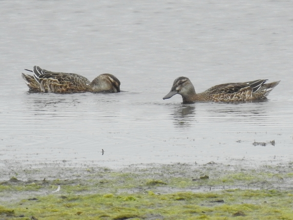 Garganey