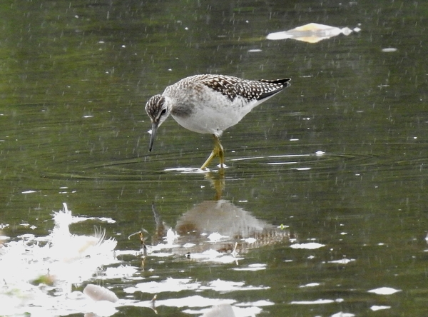 Wood Sandpiper