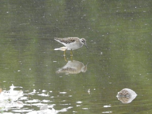 Wood Sandpiper