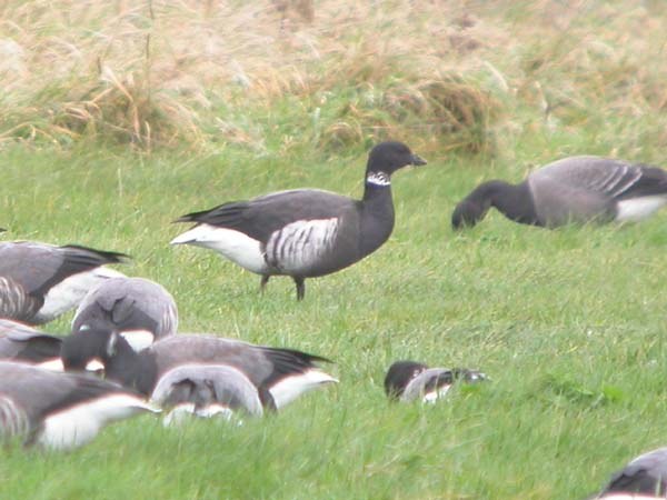 Black Brant