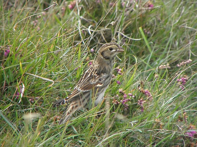 Lapland Bunting