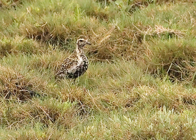 Pacific Golden Plover