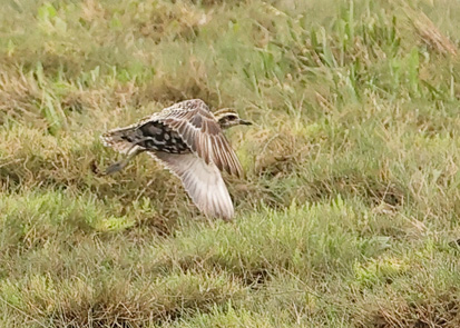 Pacific Golden Plover