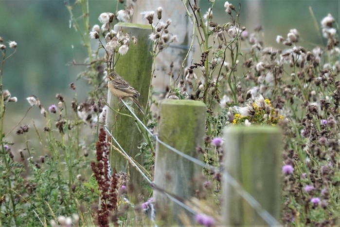 Ortolan Bunting
