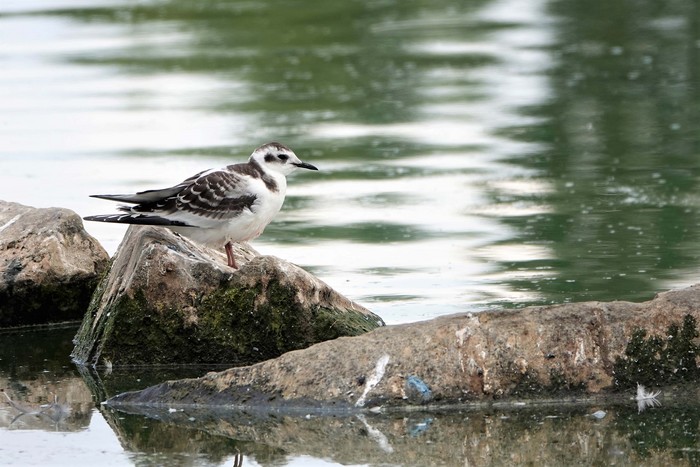 Little Gull