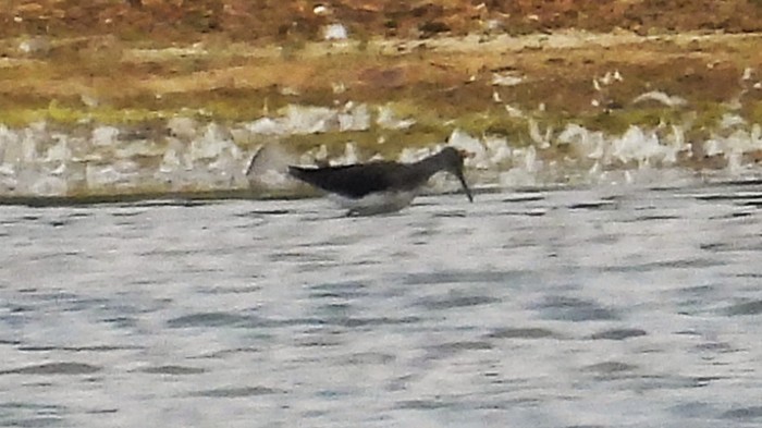 Green Sandpiper
