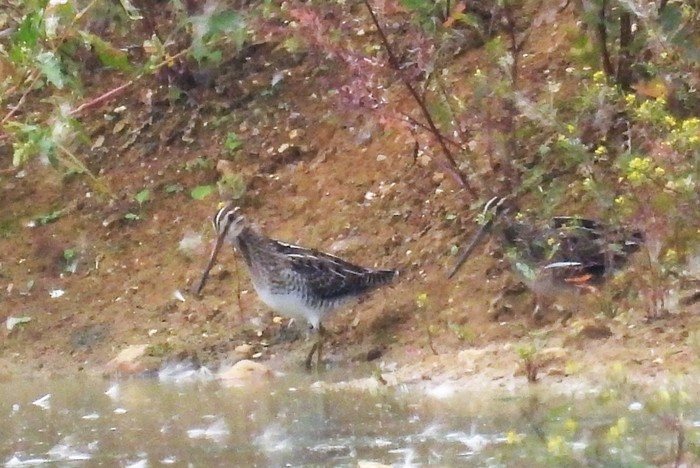 Snipe