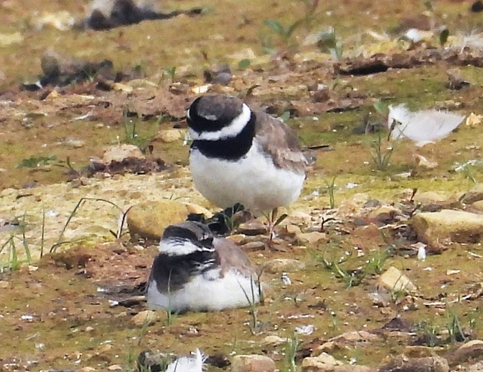 Ringed Plover