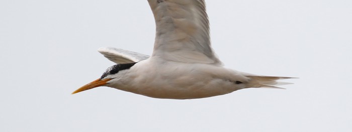 Elegant Tern