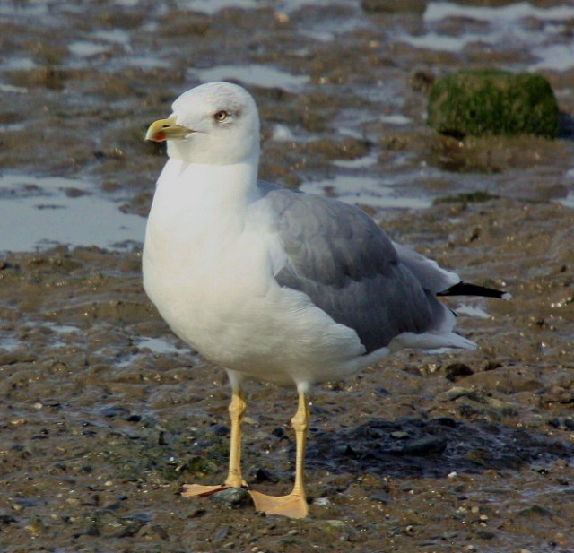 Yellow-legged Gull