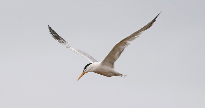 Elegant Tern