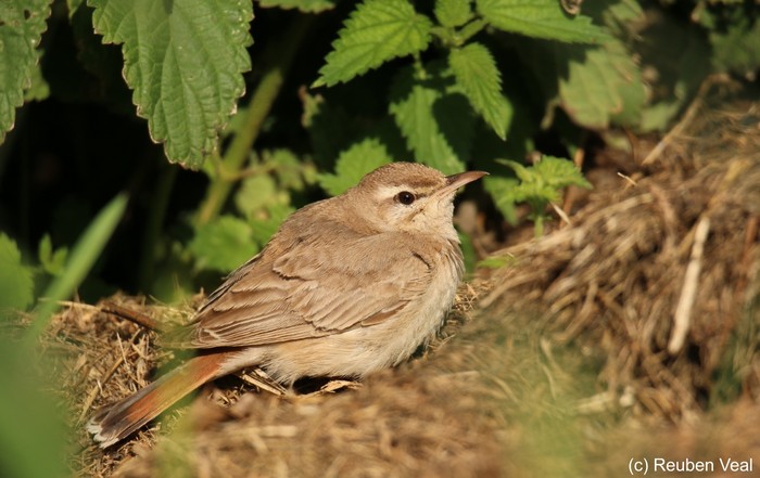 Eastern Rufous Bush Chat