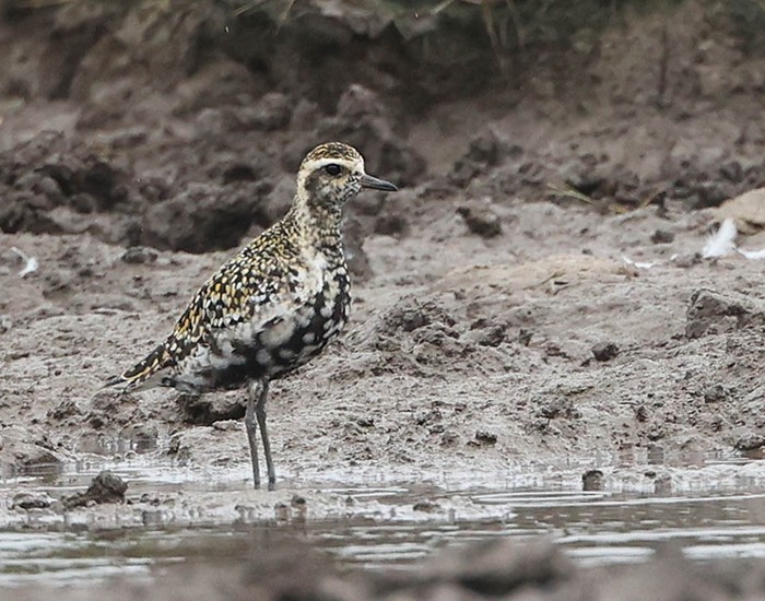 Pacific Golden Plover