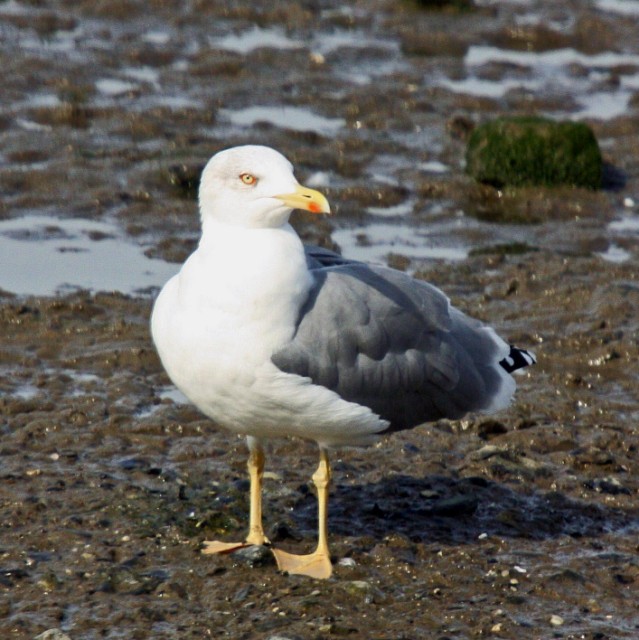 Yellow-legged Gull
