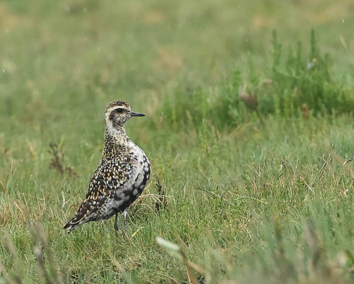 Pacific Golden Plover