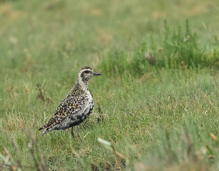 Pacific Golden Plover